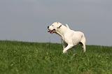 DOGUE ARGENTIN 390